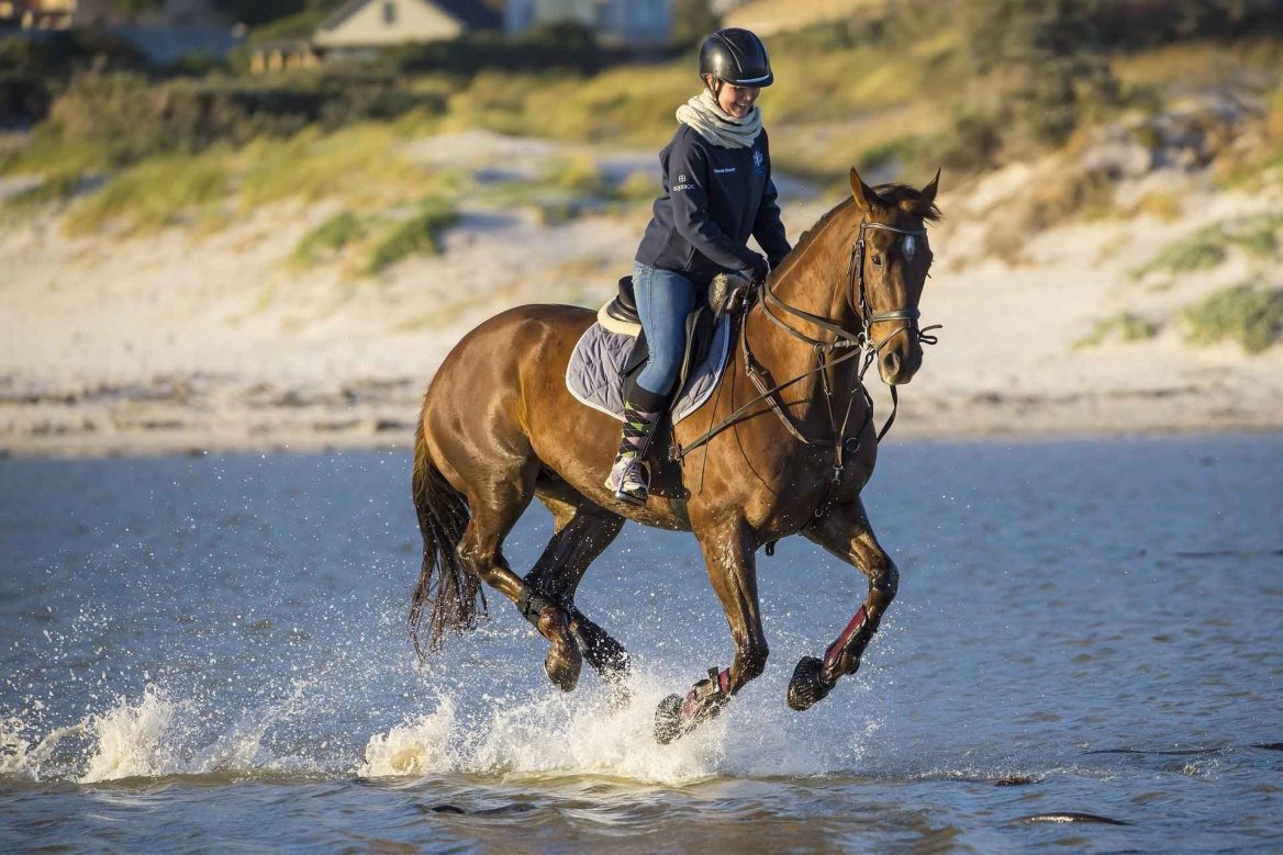 centre equestre gestion