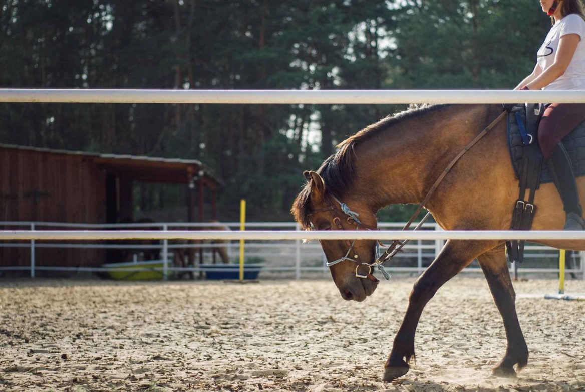 comptabilite centre equestre